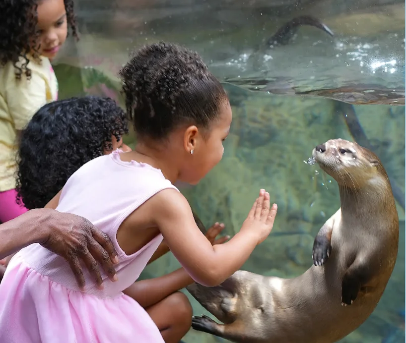 a group of kids petting an otter